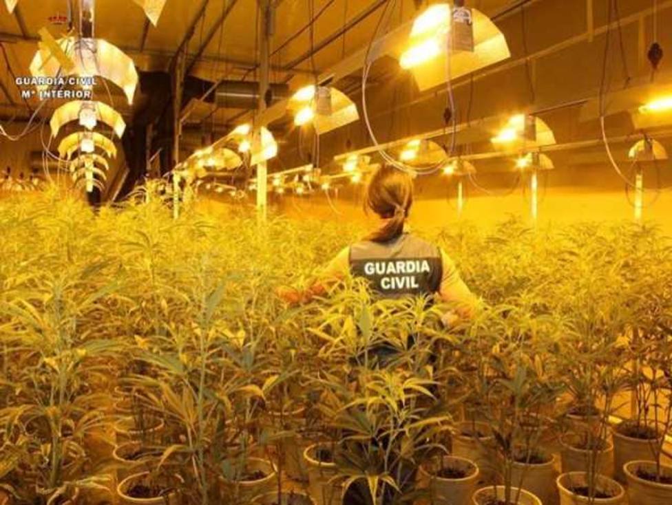 La Guardia Civil ha intervenido más de 7.500 plantas de marihuana en Zaragoza y Toledo