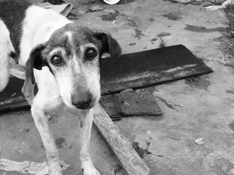 Foto de archivo de un perro abandonado