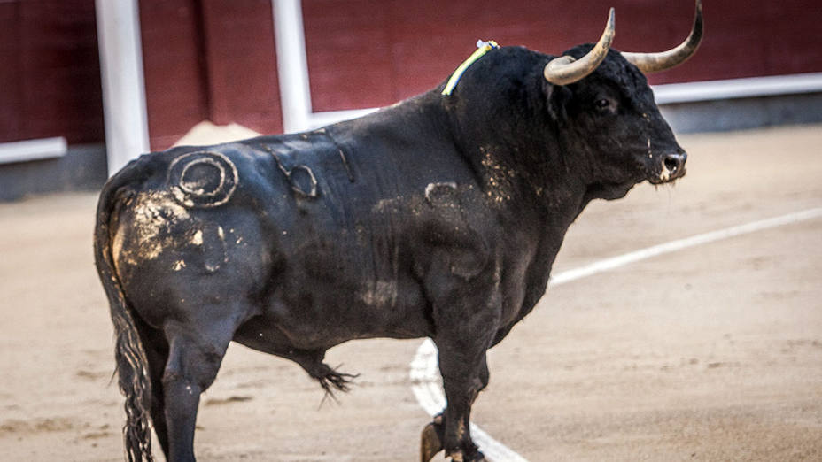 Uno de los toros de Montalvo lidiados la pasada temporada en la plaza de Las Ventas