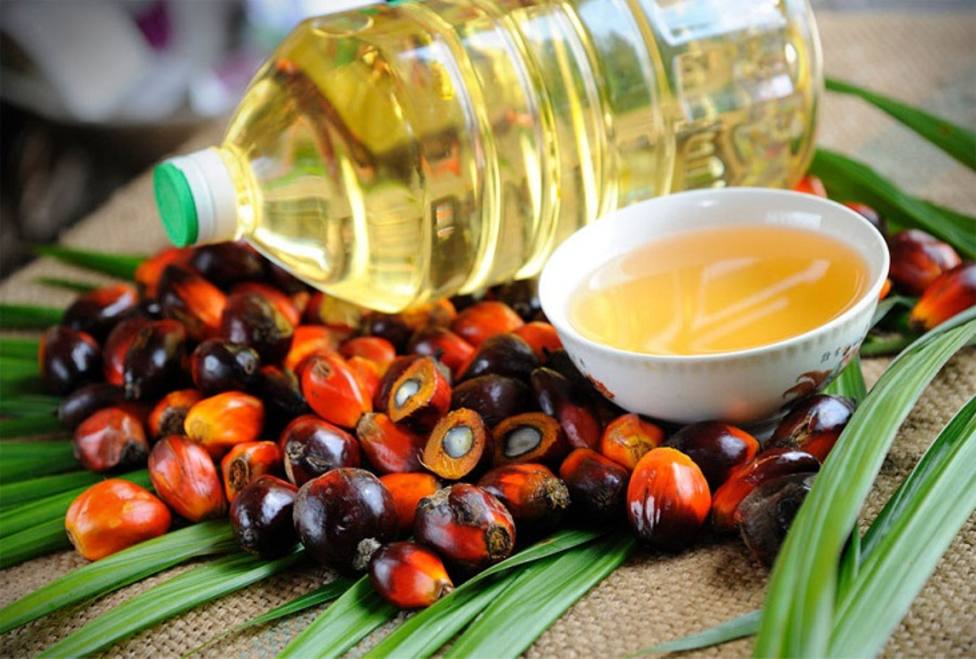 ¿Por qué es perjudicial el aceite de palma?