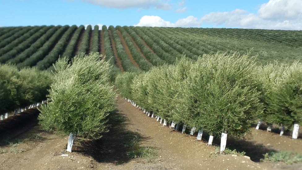 Agricultura y la Universidad de Córdoba avanzan en la obtención de nuevas variedades de olivo