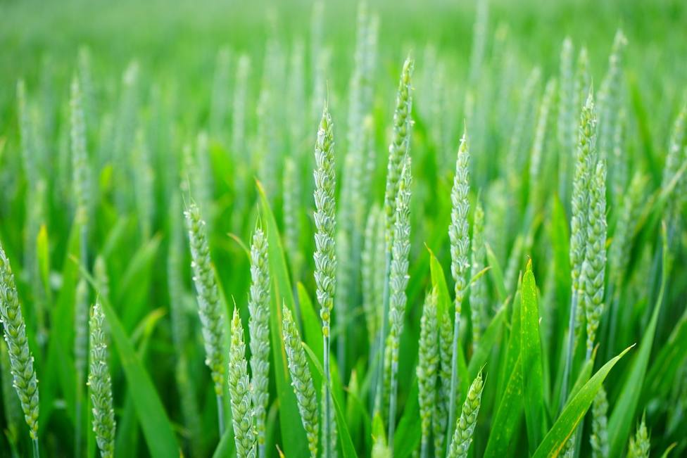 Pulverizar fertilizante aumenta hasta el 50% el contenido de zinc en el grano de trigo