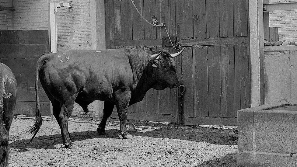 El toro de la posguerra en Madrid, a estudio y debate en el Aula de Tauromaquia del CEU