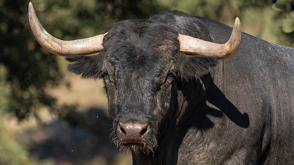 Éste será el toro de Adolfo Martín que se lidiará en la final del concurso nacional de recortadores de Leganés