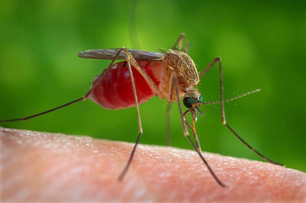 Mosquito que transmite el virus del Nilo Occidental