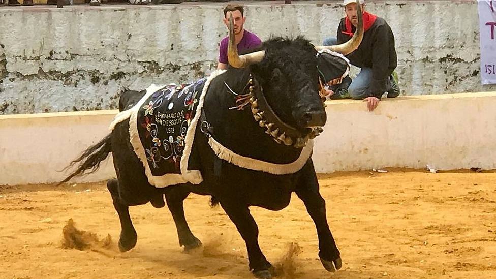 Toro ensogado por las calles de Beas de Segura (Jaén)