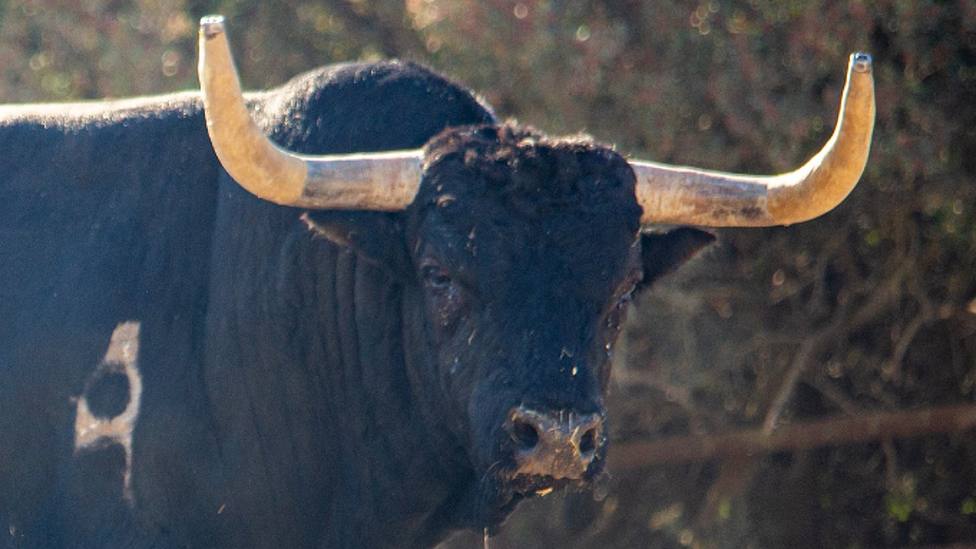 Uno de los toros de Fuente Ymbro reseñados para Utrera (Sevilla)