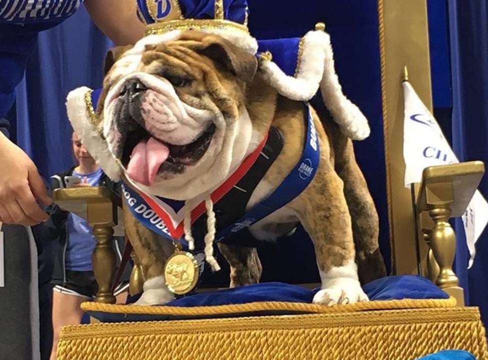Beau, es el bulldog más hermoso del mundo según la Universidad de Drake en Iowa