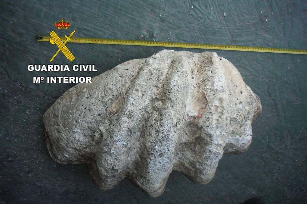 Concha de tridacna gigas, especie protegida procedente del Pacífico,