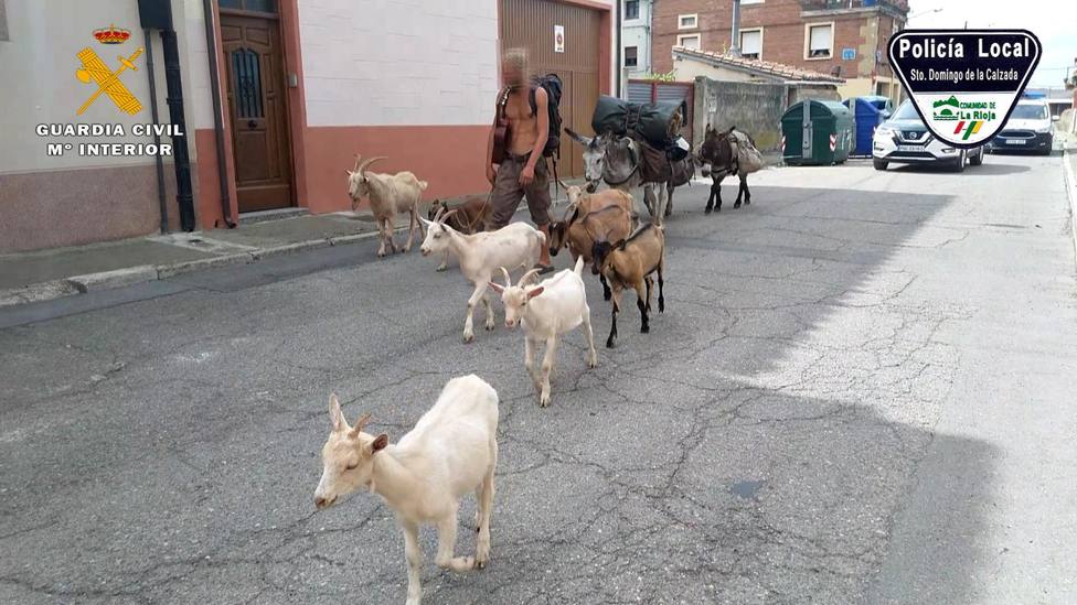 Identificado un peregrino haciendo el Camino de Santiago con siete cabras, tres burros y un perro sin papeles