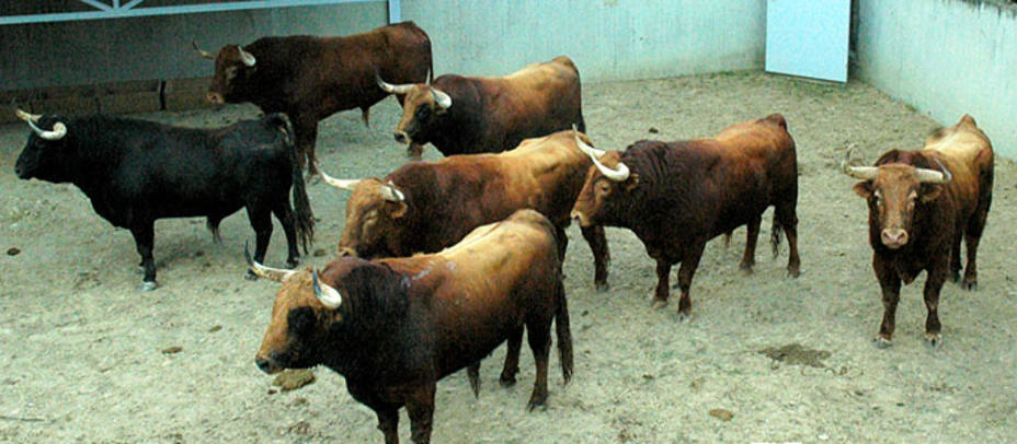 Siete toros de Pedraza de Yeltes para su debut en la Feria de San Fermín. FERIADELTORO.COM