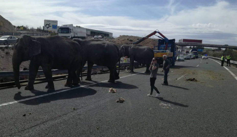 Cortan una carretera en Albacete por la presencia de elefantes en la vía