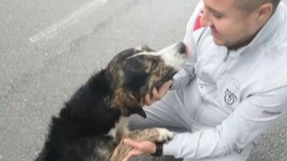 Max, el perro que salvó la vida de un ciclista | YOUTUBE
