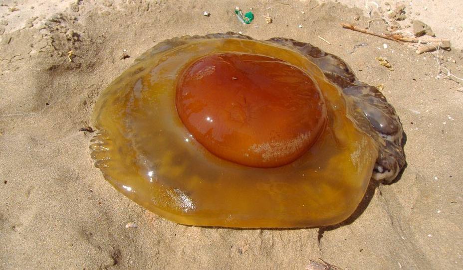 El aumento de medusas huevo frito y otras especies amenazan el baño en el Mediterráneo