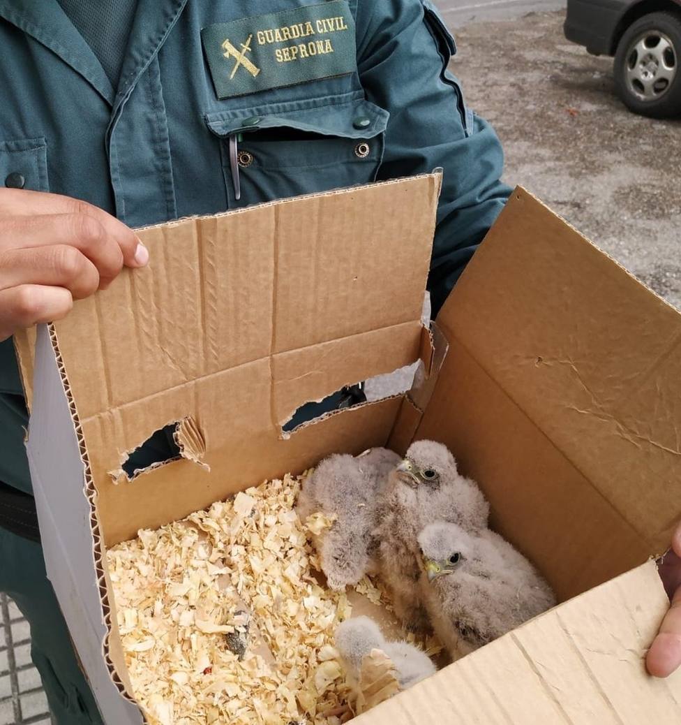 Investigan a un hombre por expoliar un nido de cernícalo en O Grove (Pontevedra) y llevarse cuatro polluelos