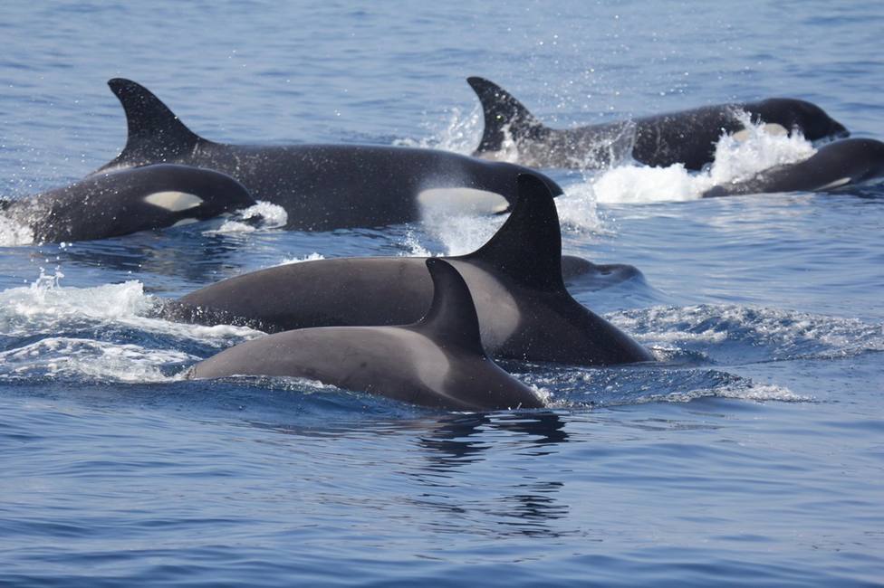 Foto de archivo de varias orcas - FOTO: EUROPA PRESS / CIRCE