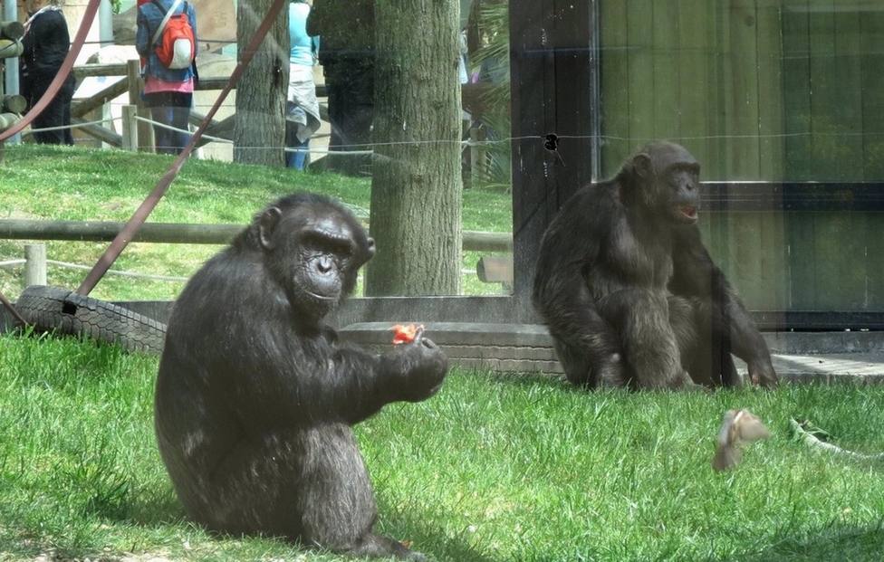 Sucesos.- Grave una cuidadora del Zoo de Madrid al ser atacada por un gorila