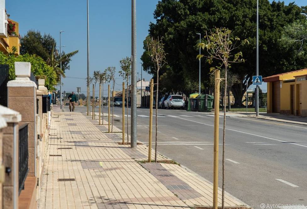El Ayuntamiento planta nuevo arbolado en San José Obrero y podará 2.400 palmeras en Isla Plana y La Azohía