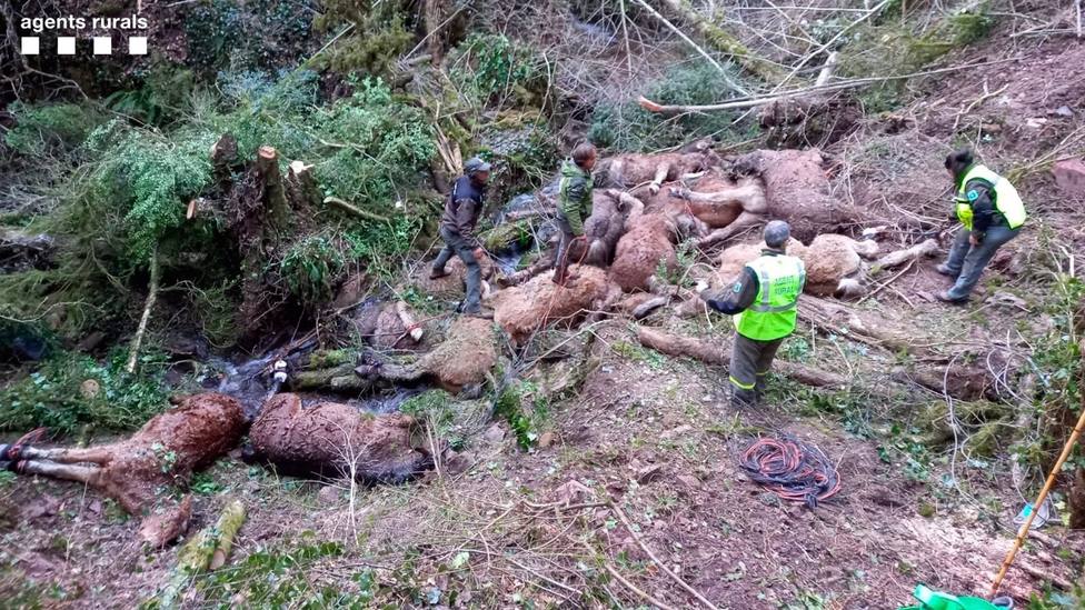 Mueren dos yeguas y trece potros por el ataque de unos perros en Escós