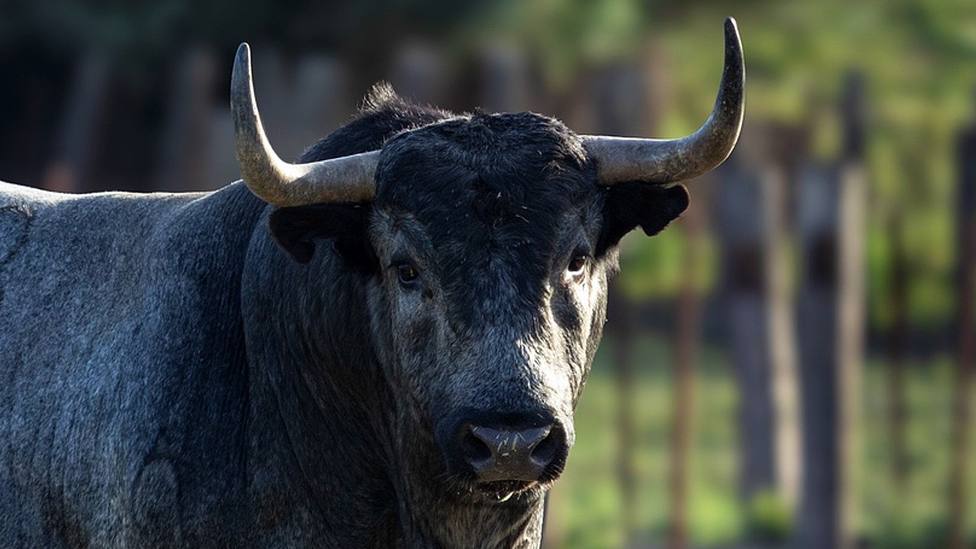 Uno de los toros de Ana Romero reseñados para Zaragoza