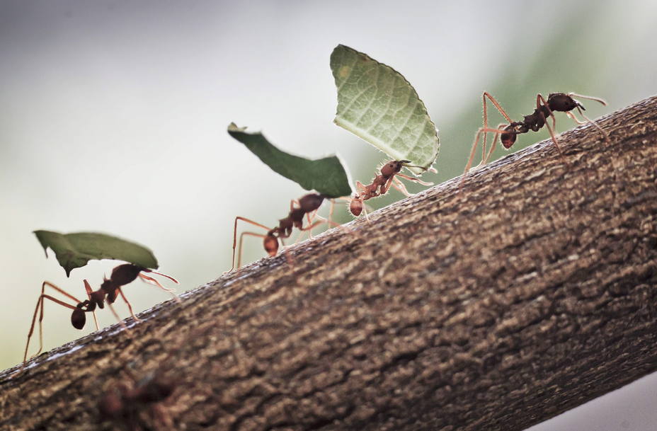 ¿Por qué aparecen las hormigas en nuestras casas en primavera?