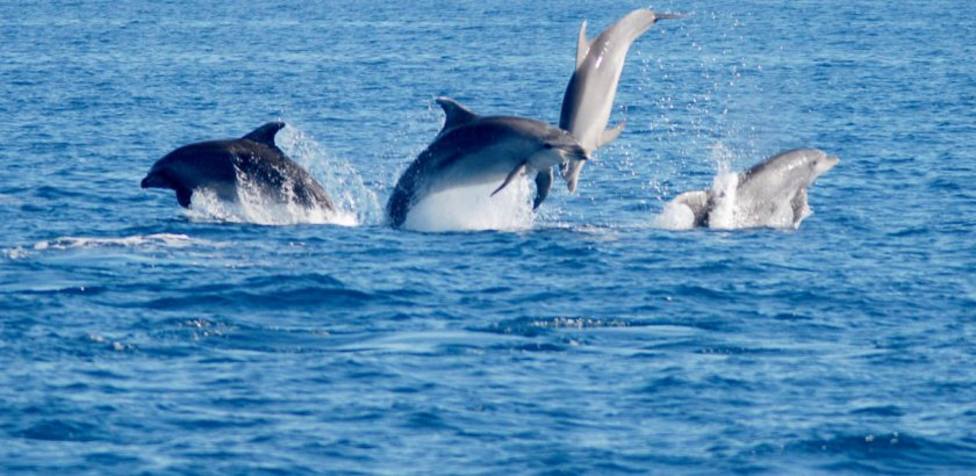 El ruido de los cruceros en Cartagena no supera los límites para que los cetáceos pierdan audición