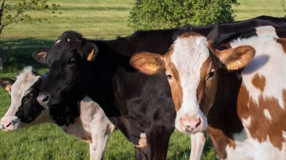 Vacas en pastos de Asturias