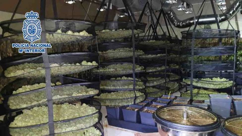 Imagen de las plantas de marihuana localizadas en Sant Feliu de Llobregat