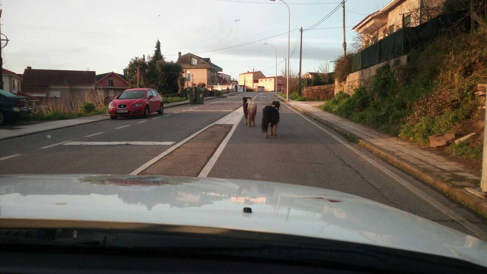 Varias cabras causan daños a vehículos en Vigo