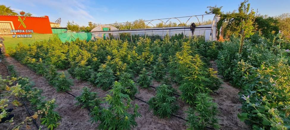 Descubierta una finca donde se cultivaban 400 plantas de marihuana