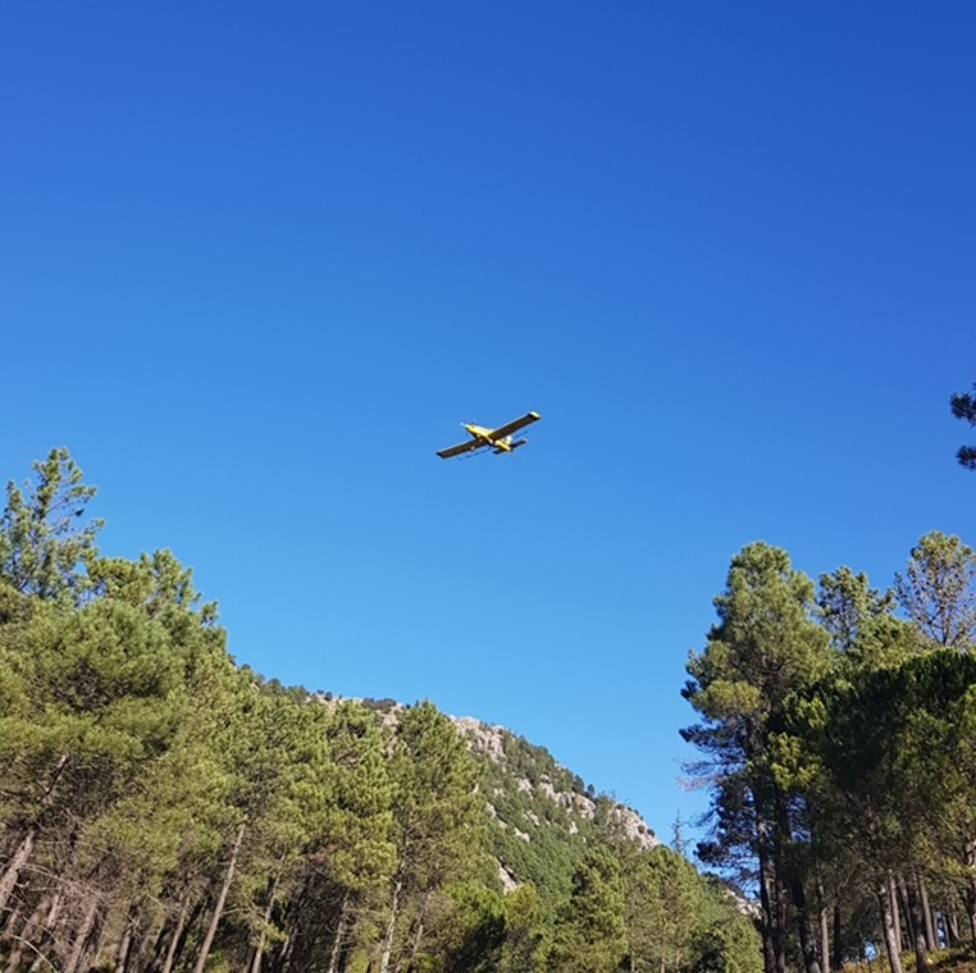 La Consejería de Medio Ambiente inicia tratamientos aéreos contra procesionaria del pino