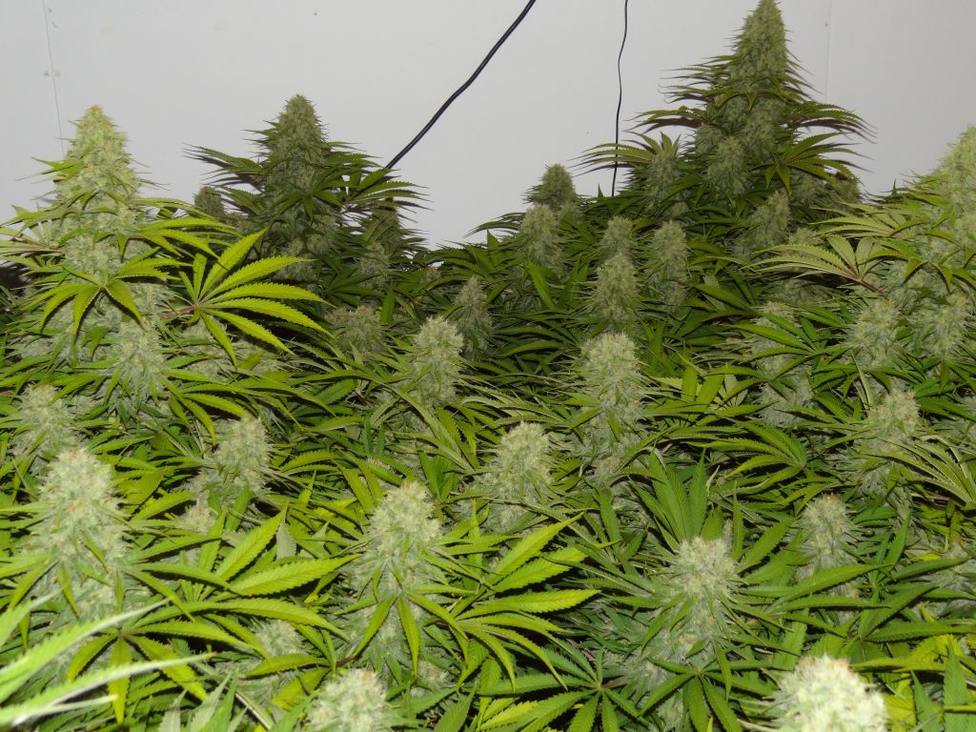 Plantación de Marihuana indoor