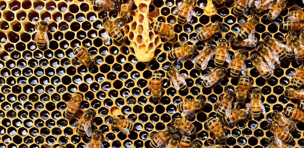 Qué hacer si te encuentras una colmena de abejas en tu casa: No hay que intentar quitarla, es muy peligroso