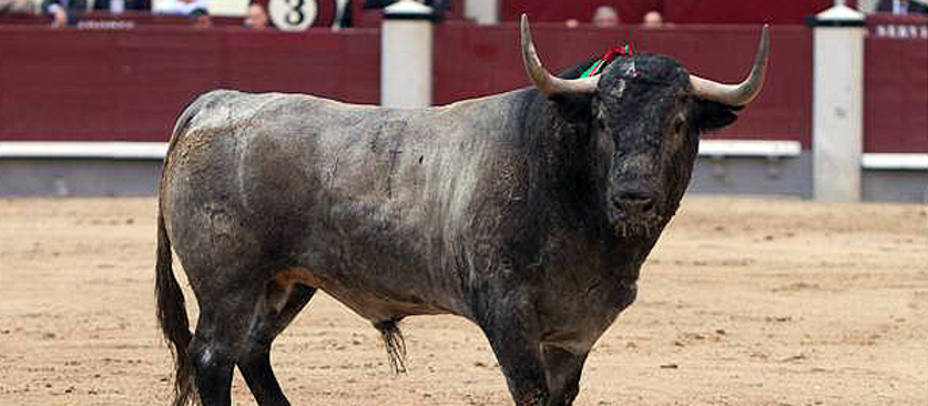 El toro Marinero fue el más completo de todos los lidiados en San Isidro. LAS-VENTAS.COM