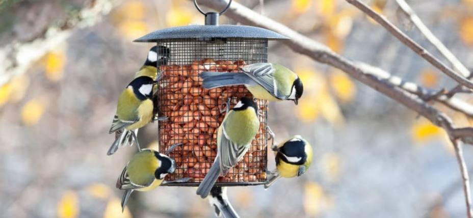 SEO/BirdLife lanza un concurso para animar a los ciudadanos a poner comederos para las aves en su terraza o jardín