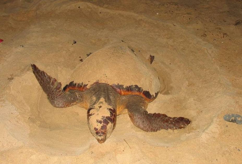La anidación de tortuga boba se triplicó en Cabo Verde en 2018, 20 años después de la protección de sus playas
