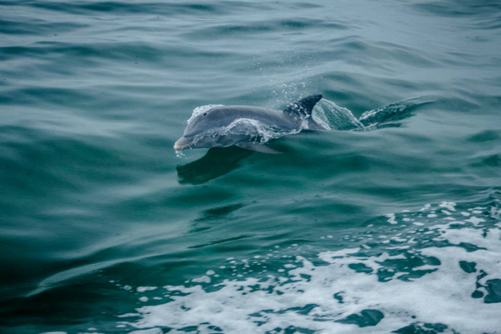 Un peligroso virus amenaza a los delfines del Mediterráneo