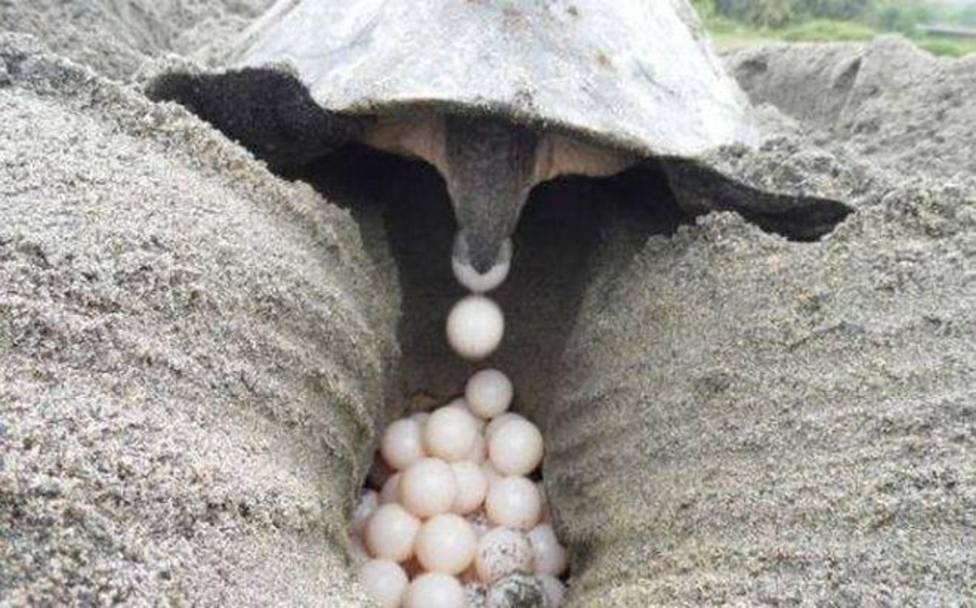 Desentierran 132 huevos de una tortuga marina en Menorca para protegerlos