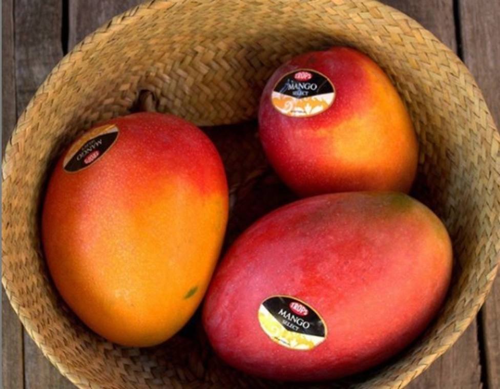 Trops y Axaragua trabajan en un proyecto para utilizar agua regenerada en el cultivo de mango