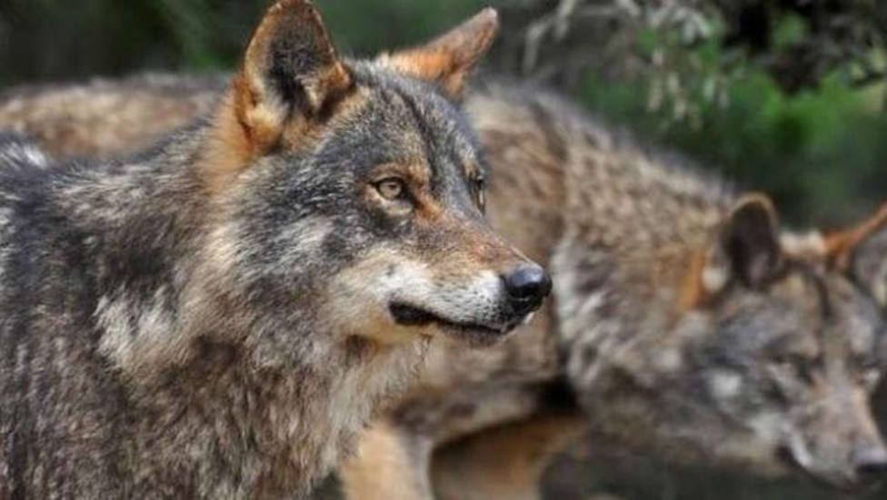 UPA Rioja denuncia un nuevo ataque de lobos el pasado fin de semana