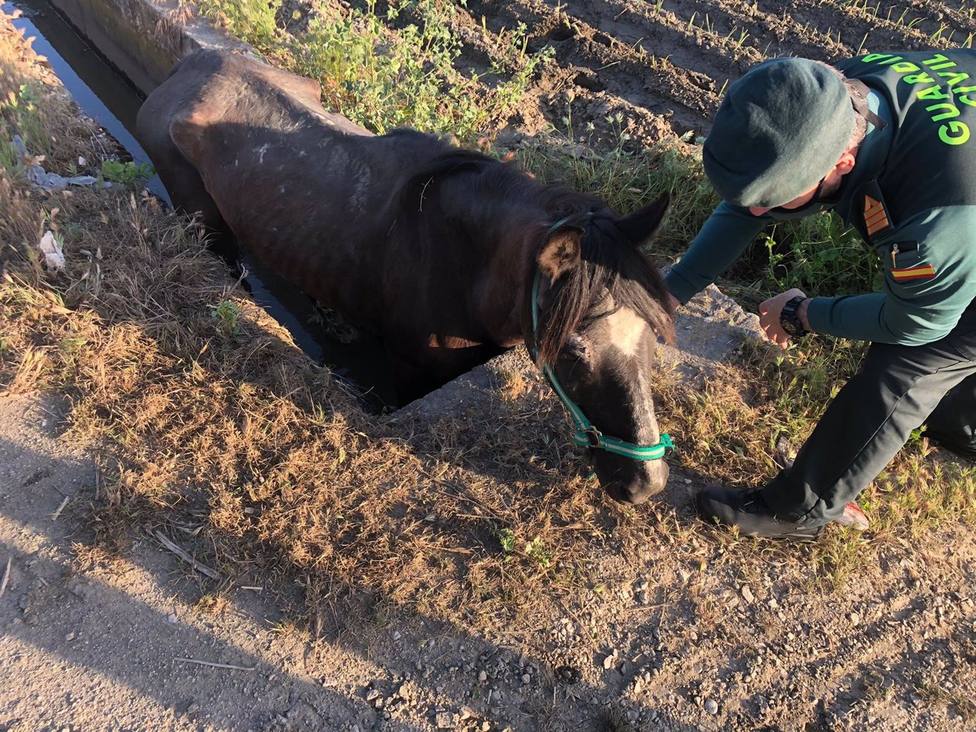 Granada.- Sucesos.- Rescatan un caballo que se habÃ­a caÃ­do a una acequia en las inmediaciones de Pedro Ruiz