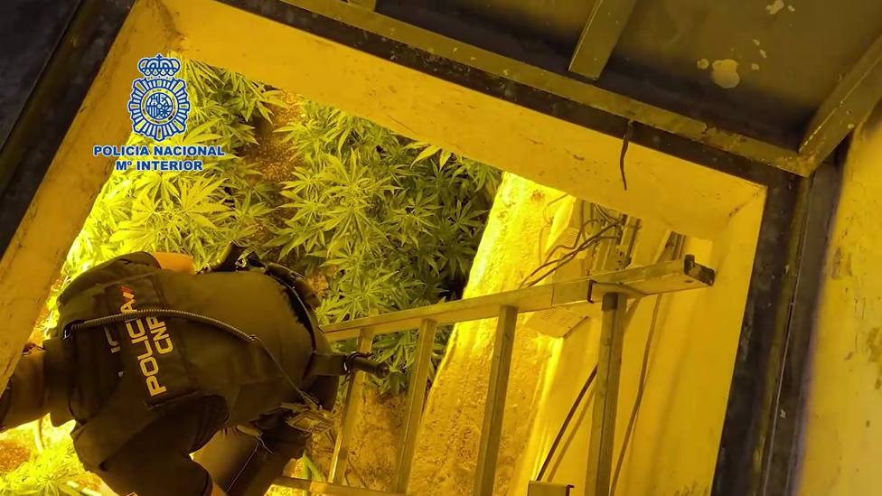 Sucesos.- La PolicÃ­a Nacional desmantela dos zulos repletos de plantas de marihuana en Murcia
