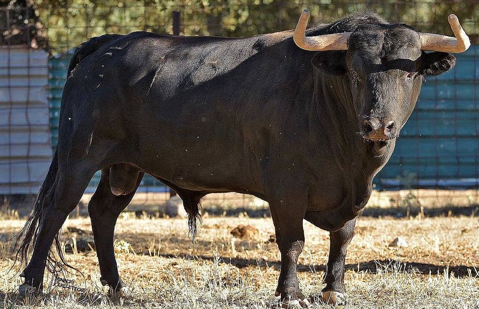 Uno de los toros de Gómez de Morales reseñados para Añover de Tajo