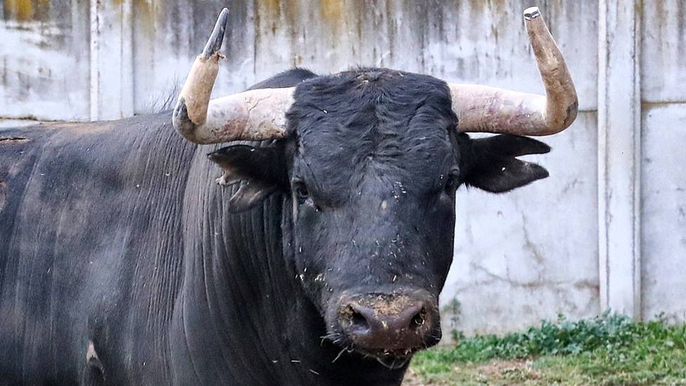 Uno de los toros de Castillejo de Huebra reseñados para Zaragoza