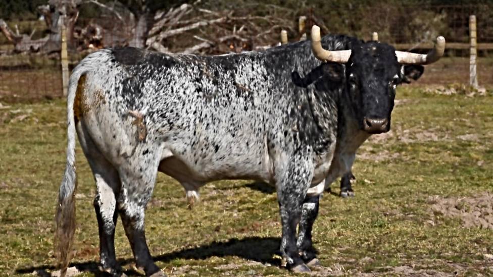 Uno de los toros de Peñajara de Casta Jijona reseñados para Ceret
