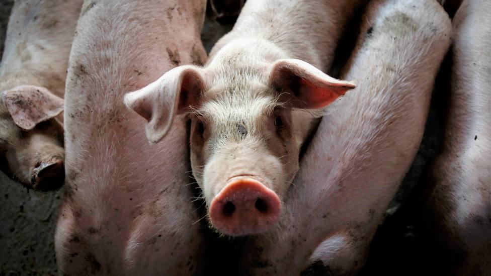 El motivo por el que la ciencia alerta del último ensayo con cerdos en China: Es espeluznante