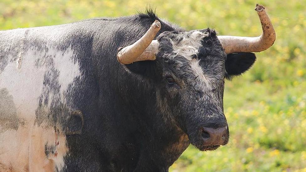 Uno de los toros de La Quinta reseñados para la Feria de Pascua 2024 de Arles