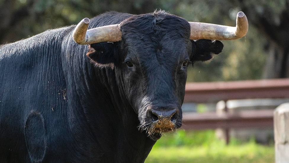 Uno de los toros de Garcigrande reseñados para ser lidiados en Valladolid