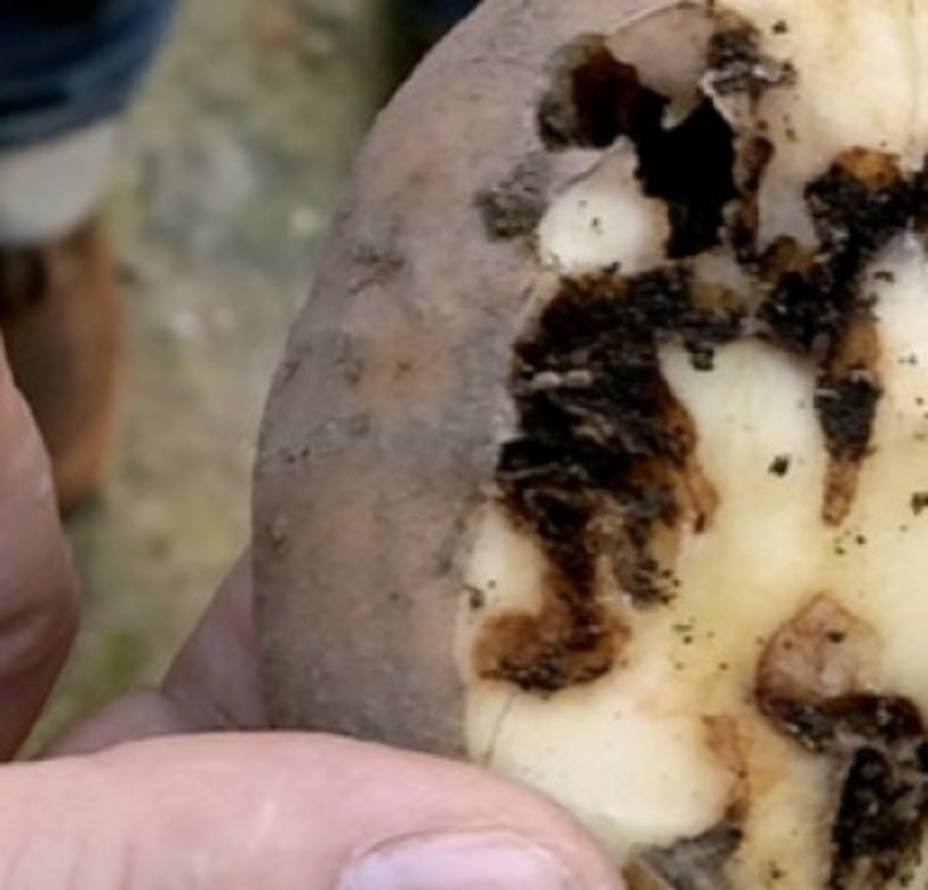 La prohibición de plantar patata se prorrogará en los municipios afectados por la polilla guatemalteca