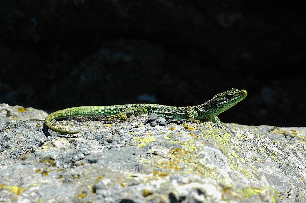 Los lagartos de climas fríos son los más afectados por el cambio climático, según un estudio
